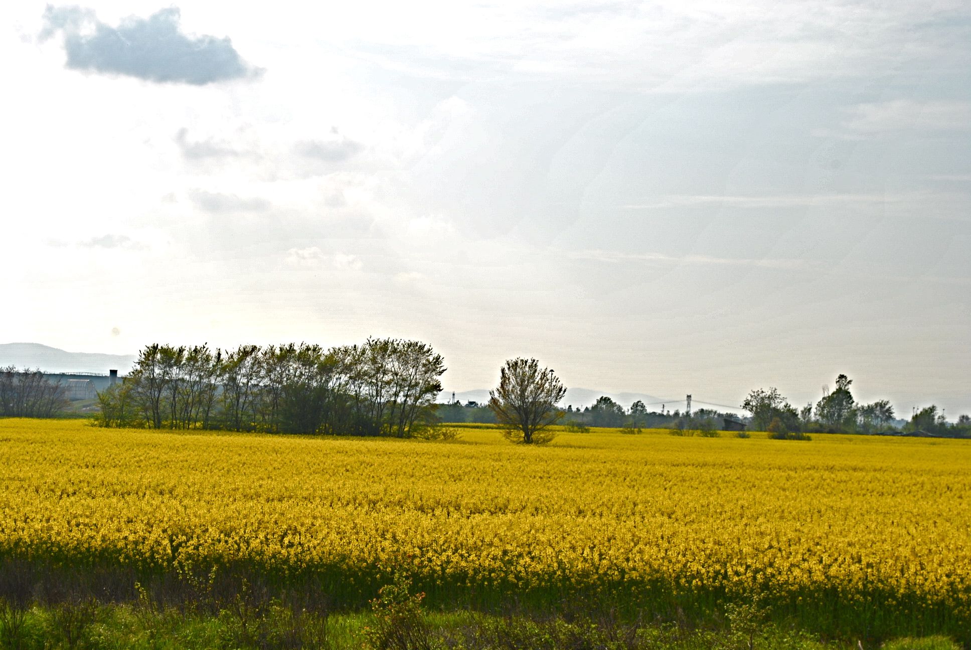 Il tappeto di fiori di colza_a0156543_18314544.jpg