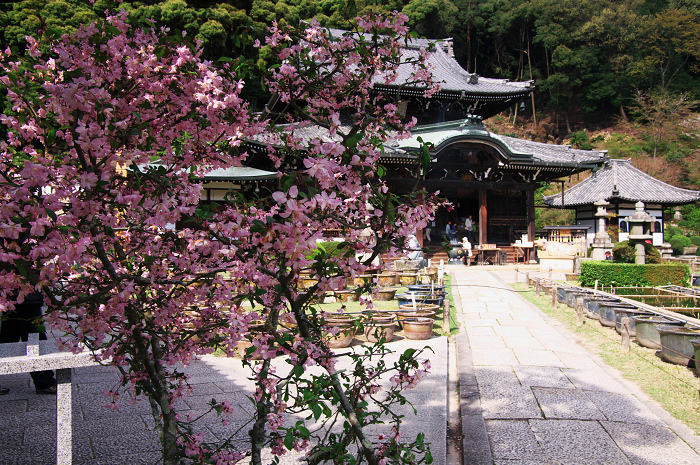 三室戸寺 春景(後編・花々の美しさ)_f0155048_11463198.jpg