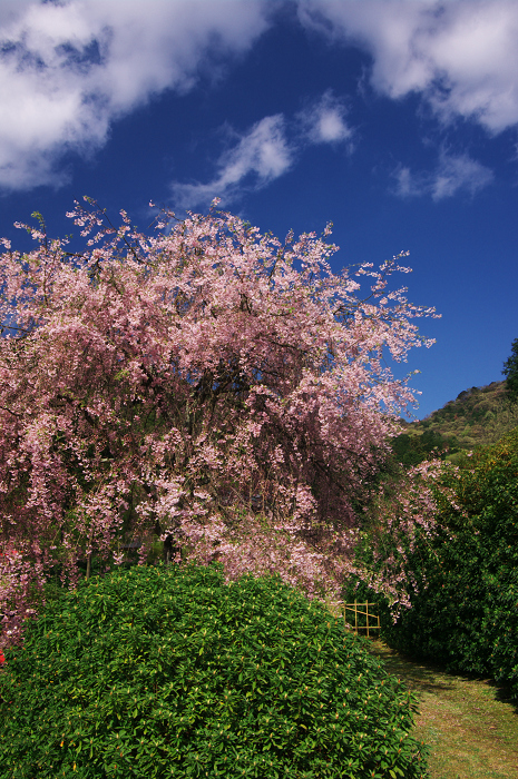 三室戸寺 春景(後編・花々の美しさ)_f0155048_11474118.jpg