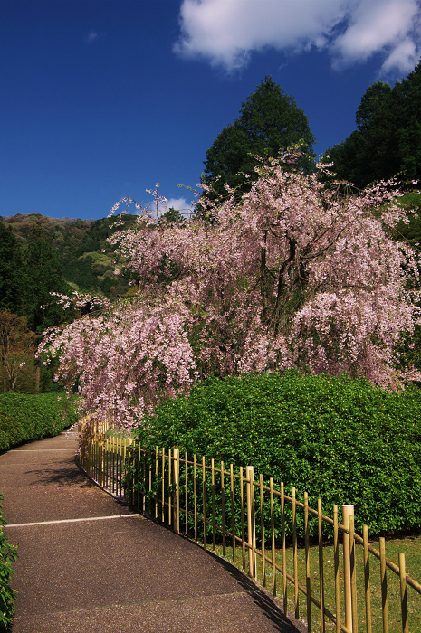 三室戸寺 春景(後編・花々の美しさ)_f0155048_11475192.jpg