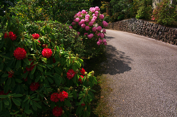 三室戸寺 春景(後編・花々の美しさ)_f0155048_11485123.jpg
