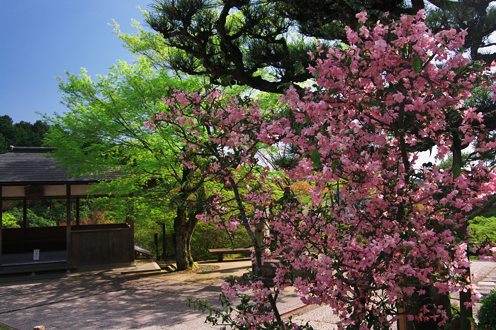 三室戸寺 春景(後編・花々の美しさ)_f0155048_11493418.jpg