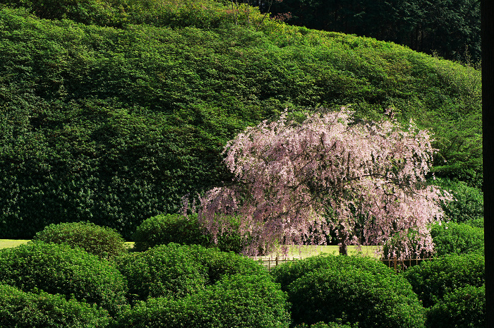 三室戸寺 春景(後編・花々の美しさ)_f0155048_1151543.jpg