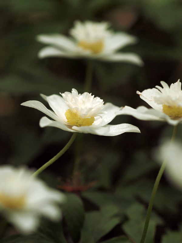 赤塚植物園－2　　　144)_c0068050_22594117.jpg