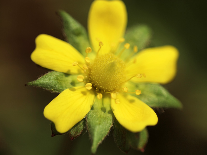 赤塚植物園－2　　　144)_c0068050_2303791.jpg