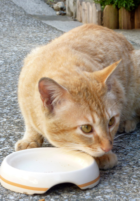 新顔猫ちゃん_a0119753_2225365.jpg