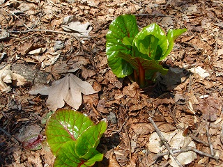 e0004756_945242.jpg