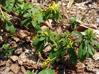 e0004756_9461779.jpg