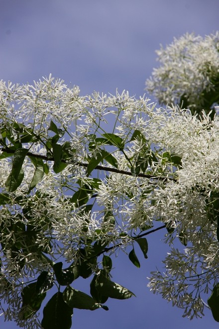 ナンジャモンジャの花と樹齢約300年のエノキ_b0123359_1517276.jpg