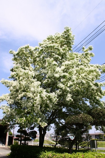 ナンジャモンジャの花と樹齢約300年のエノキ_b0123359_15244846.jpg