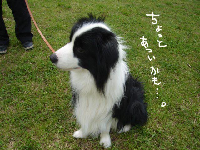 オートウェーブ美女木店に行ってみたよ~。_e0003660_19463518.jpg