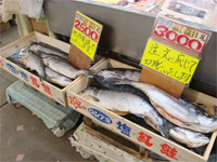 青森へ行く。② ~魚市場で魚まみれ~ _f0232060_11291015.jpg