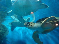 青森へ行く。④ ~浅虫水族館へ行く~_f0232060_11371986.jpg