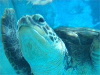 青森へ行く。④ ~浅虫水族館へ行く~_f0232060_11372872.jpg