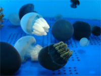 青森へ行く。④ ~浅虫水族館へ行く~_f0232060_1138135.jpg
