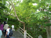 鎌倉へ行く。中編 ~長谷寺~ _f0232060_12174110.jpg