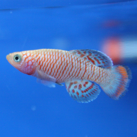 ビーボックスアクアリウム松戸店 熱帯魚 水草情報 ビーボックスアクアリウム松戸店 熱帯魚 水草情報