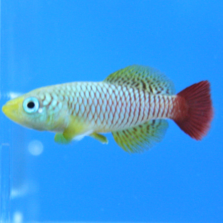 ビーボックスアクアリウム松戸店 熱帯魚 水草情報 ビーボックスアクアリウム松戸店 熱帯魚 水草情報
