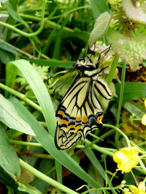 初掲載！　「アゲハチョウ」_d0019074_1701923.jpg