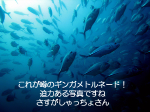 ある意味大物？ダイビングに登場！！_f0144385_22423195.jpg