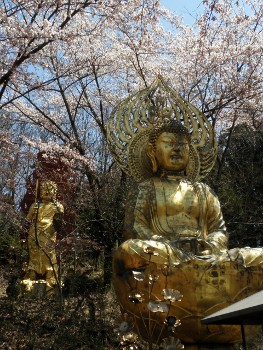 中野市　谷厳寺の桜_c0021288_2293684.jpg