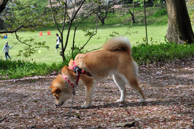 花を眺めながら_a0126590_21511283.jpg