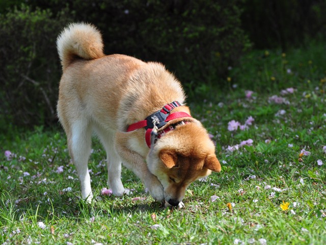 花を眺めながら_a0126590_2157169.jpg