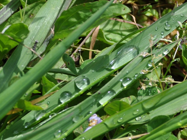 花を眺めながら_a0126590_22202126.jpg