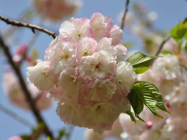 花を眺めながら_a0126590_2272024.jpg