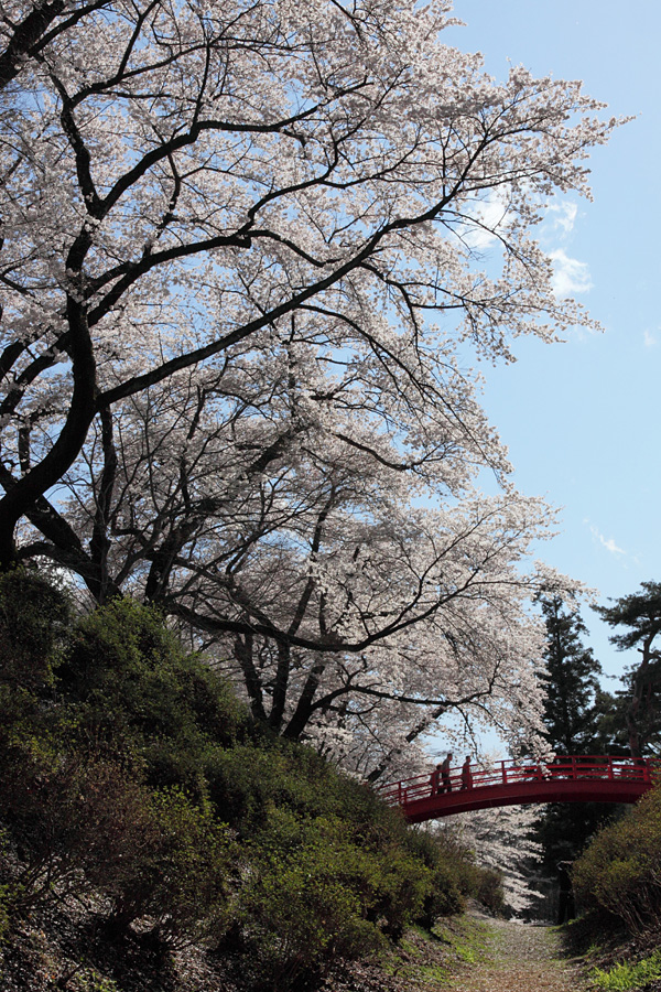 10.04.17：伊那市の春日公園・桜爛漫（前編）_c0007190_18542367.jpg