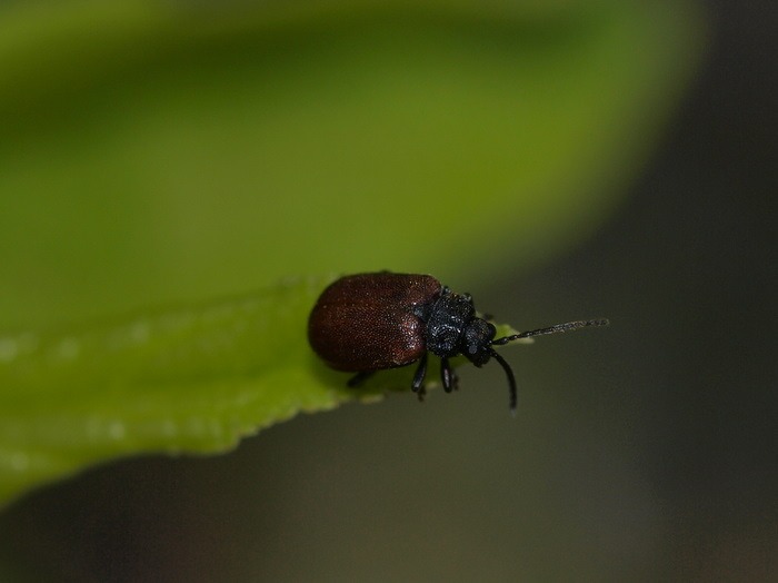 アカタデハムシ_c0116915_22203452.jpg
