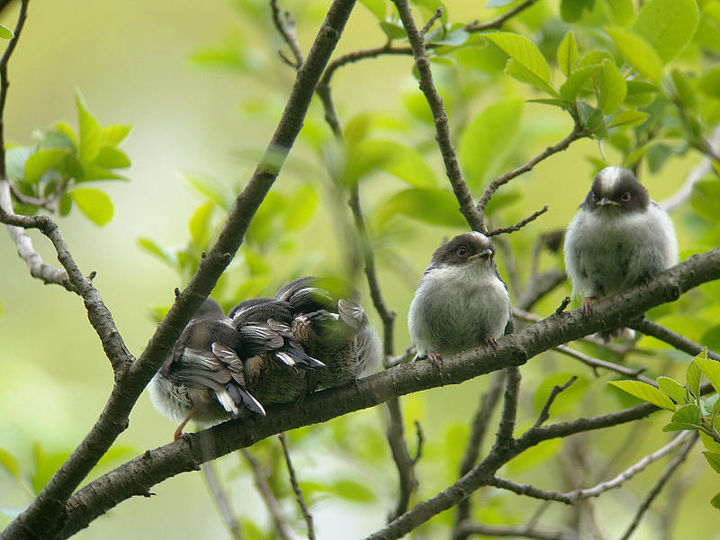 エナガ幼鳥 権蔵のフォト日記 証拠写真集 エナガ幼鳥 権蔵のフォト日記 証拠写真集