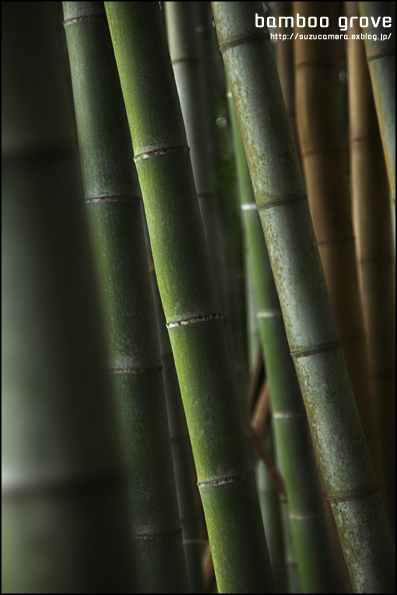 bamboo_f0100215_22551992.jpg