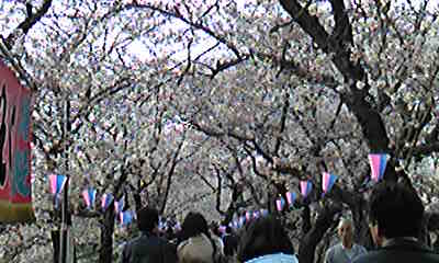 ２０１０桜四題＆京都奈良_f0232417_102958.jpg