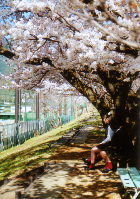 桜の下_d0152818_23435556.jpg