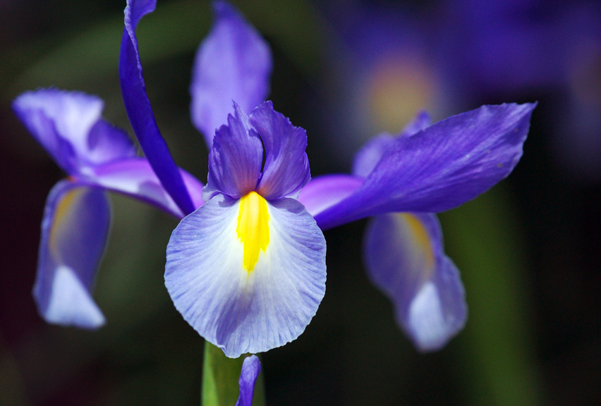 春の花たち_f0035323_9263654.jpg