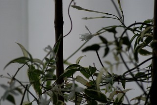 f0170524_14245894.jpg