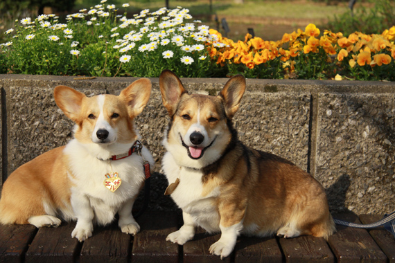 ２人っ子とお散歩♪　春のお花編_e0071225_2153563.jpg