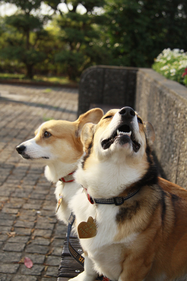 ２人っ子とお散歩♪　春のお花編_e0071225_21571835.jpg