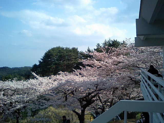 松島cafe Loin 桜満開_e0171426_2353219.jpg