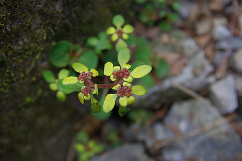 船通山の花たち_f0007926_1743884.jpg