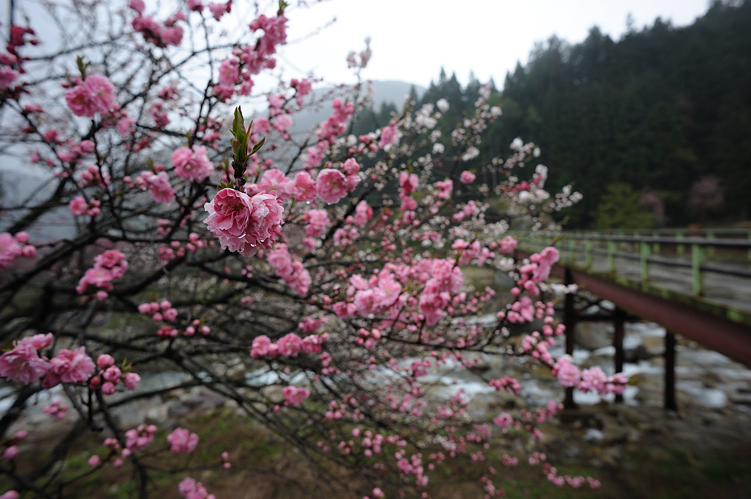 雨に煙る桃の花_f0129532_19194887.jpg