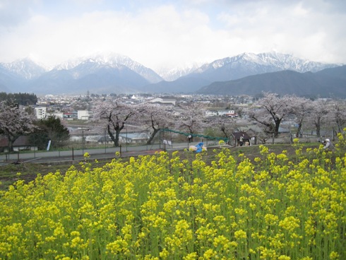 桜情報「大町観光道路満開！」_b0140235_2356914.jpg