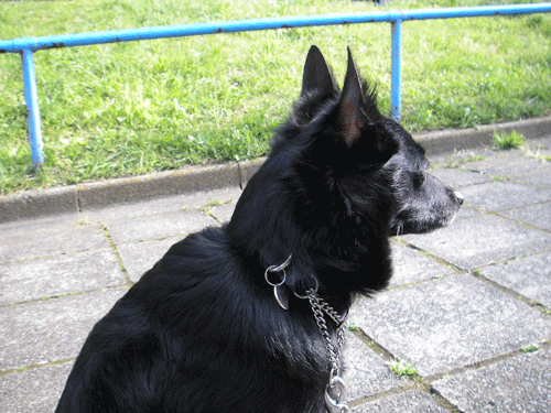 d0049135_12123766.gif