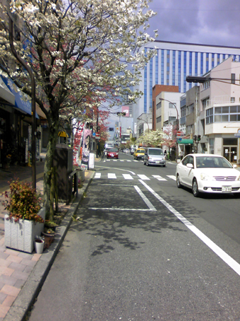 県庁通り、花の並木_d0141935_014782.jpg