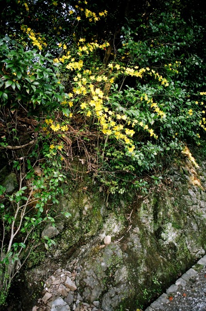 e0149335_12391396.jpg