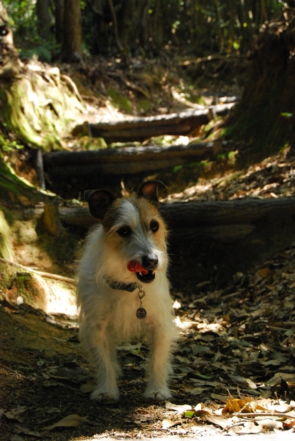 takasu-yama_a0137738_21335562.jpg