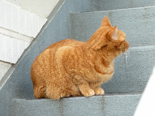 鳩パトロール猫 しぇる編。_a0143140_21353878.jpg
