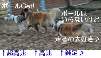 ドッグラン・run・run♪_e0195743_21423392.jpg