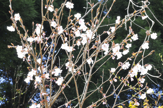 c0093046_92477.gif